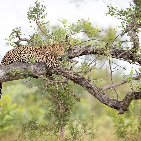 Serondella Safari Lodge Thornybush Doğa Koruma Alanı Dış mekan fotoğraf