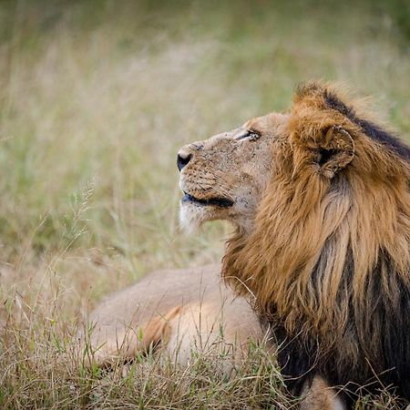 Serondella Safari Lodge Thornybush Doğa Koruma Alanı Dış mekan fotoğraf