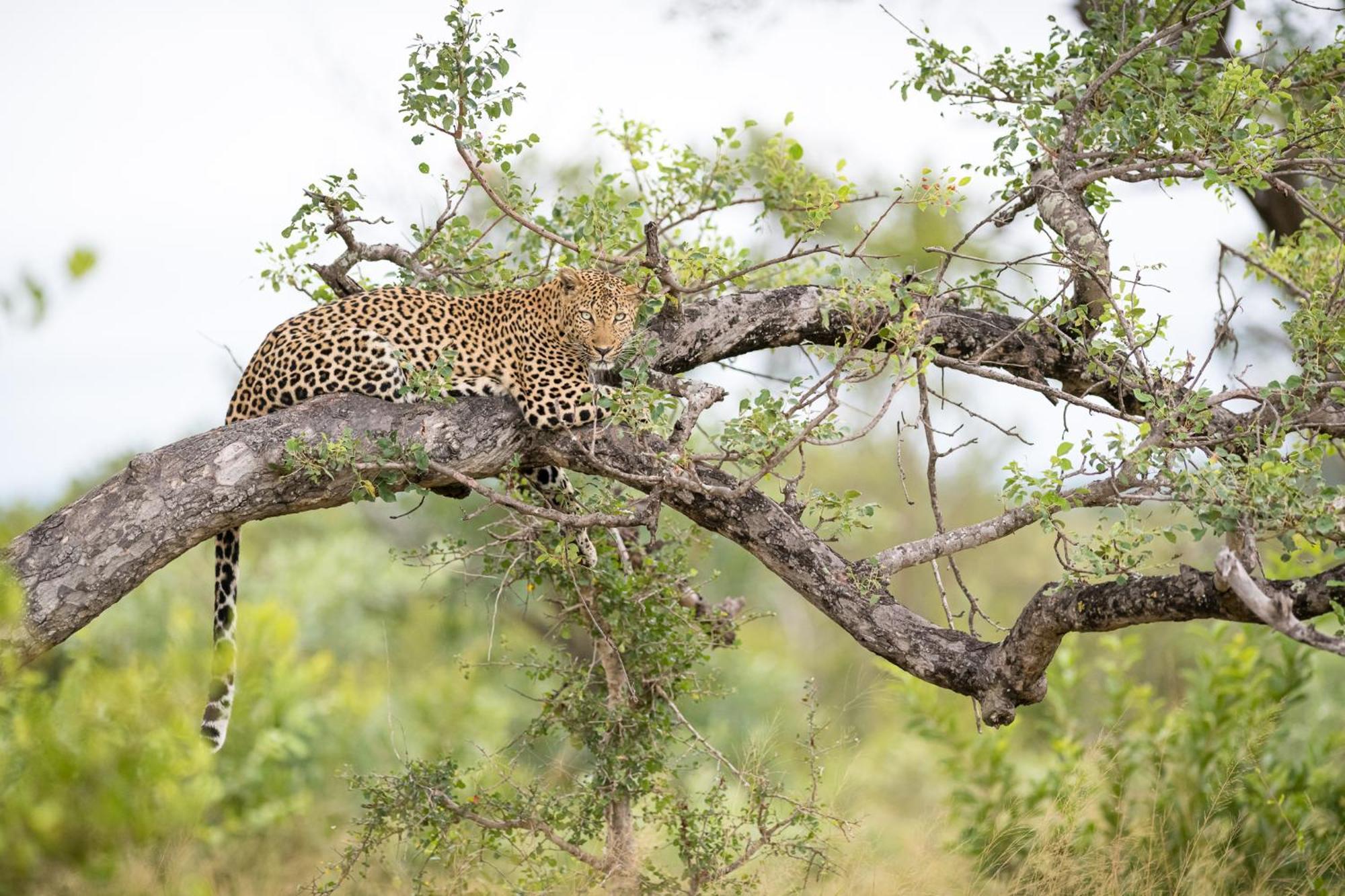 Serondella Safari Lodge Thornybush Doğa Koruma Alanı Dış mekan fotoğraf