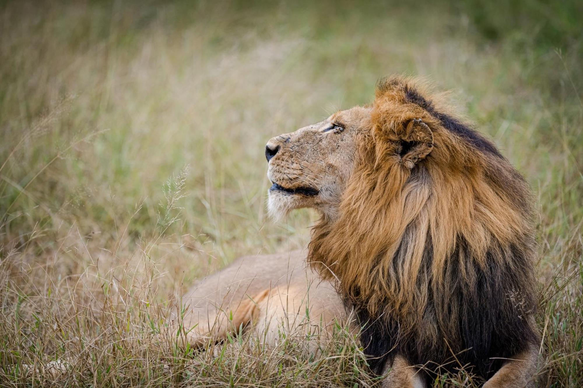 Serondella Safari Lodge Thornybush Doğa Koruma Alanı Dış mekan fotoğraf