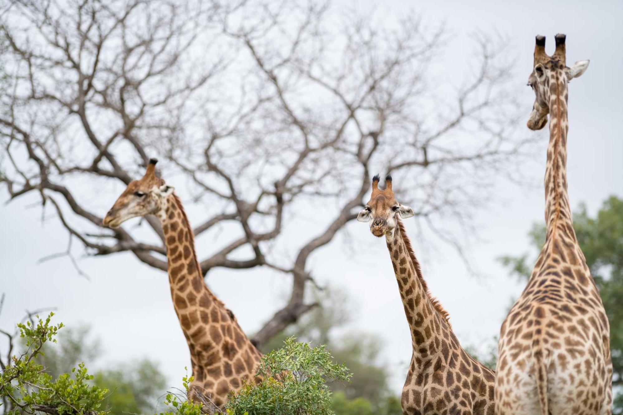 Serondella Safari Lodge Thornybush Doğa Koruma Alanı Dış mekan fotoğraf