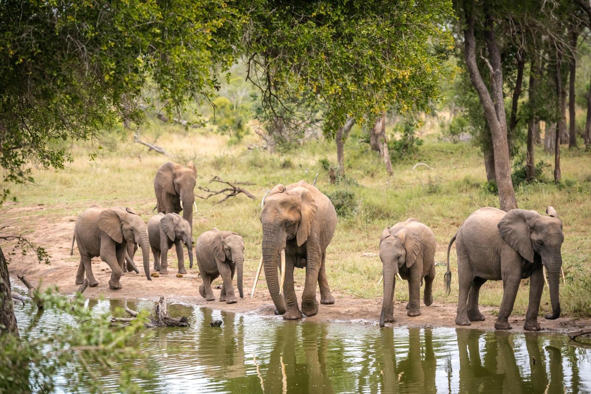 Serondella Safari Lodge Thornybush Doğa Koruma Alanı Dış mekan fotoğraf